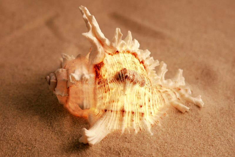 A sea shell on the sand. A sea shell on the sand