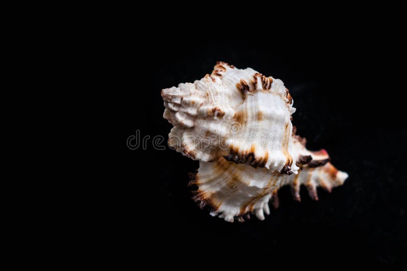 Murex Ramosus. Seashell Comb Venus a dark background. Seashell Crest