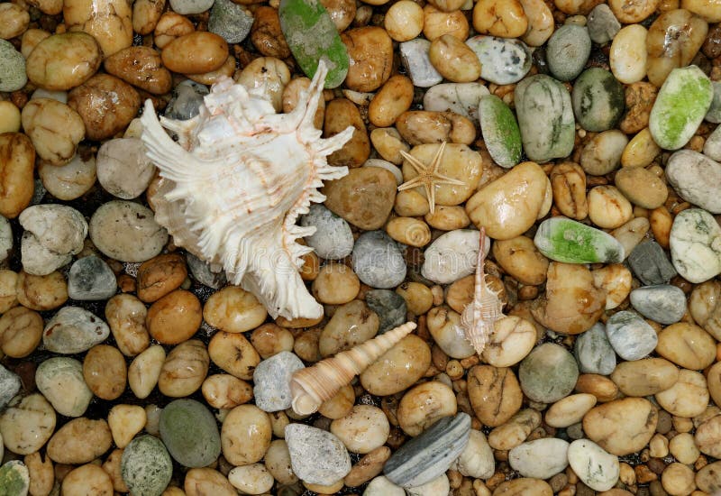 Natural Murex Ramosus shell with another small seashells scattered on the pebble stone ground, Background