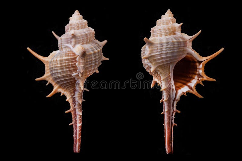 Murex rectirostris conch specimen in black background