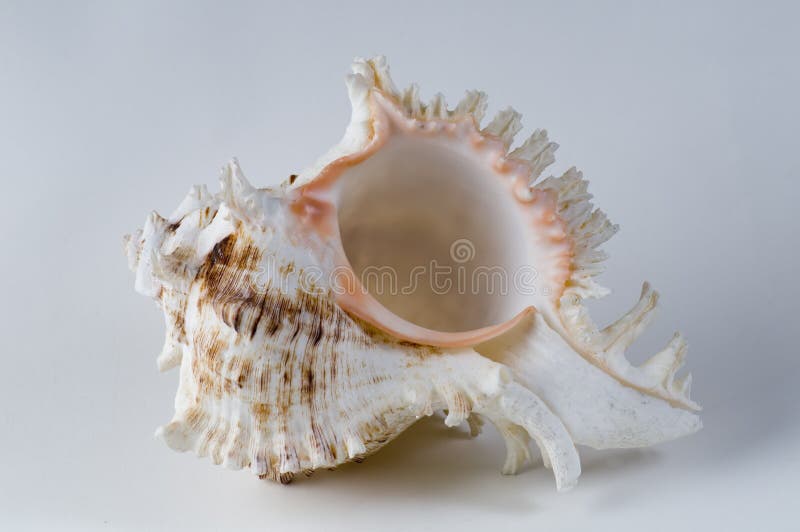 Murex sea shell on a white background.