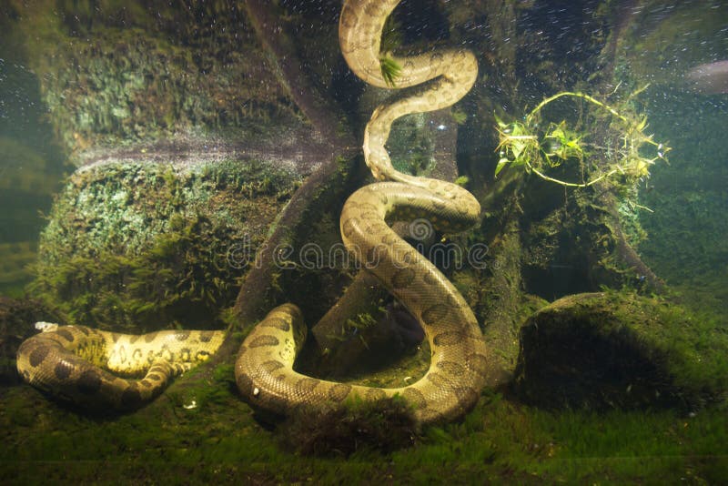 Murinus eunectes Anaconda стоковое изображение Murinus eunectes Anaconda стоковое изображение