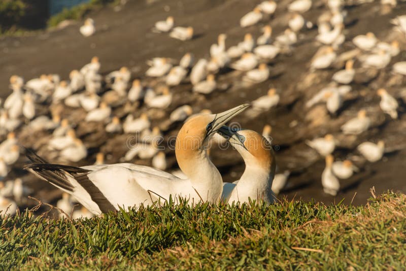 Muriwai Gannet kolonia, Muriwai regionalności park blisko Auckland, Północna wyspa, Nowa Zelandia zdjęcia stock Muriwai Gannet kolonia, Muriwai regionalności park blisko Auckland, Północna wyspa, Nowa Zelandia zdjęcia stock