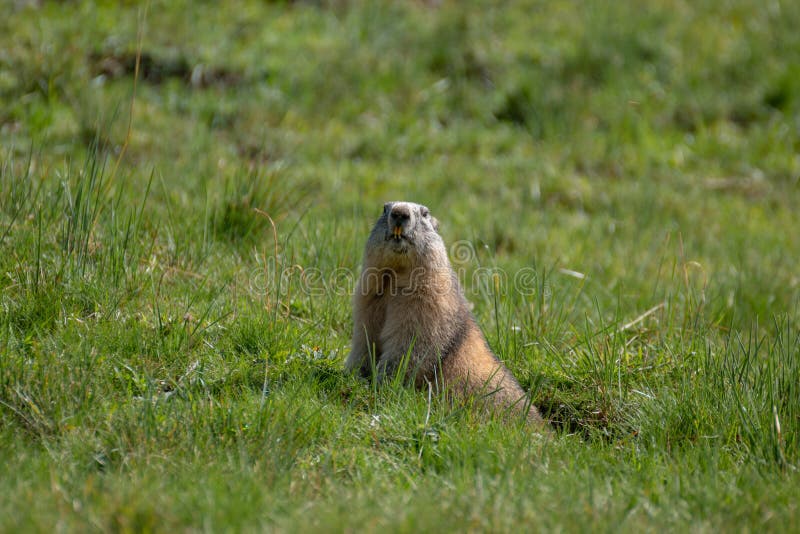 Lustiges Murmeltier In Den Alpen Stockfoto Bild von glück, felsen