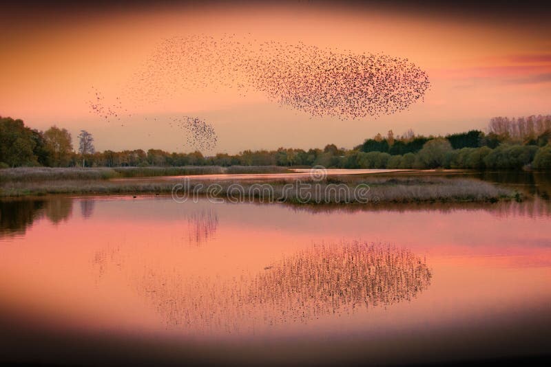 Murmuration