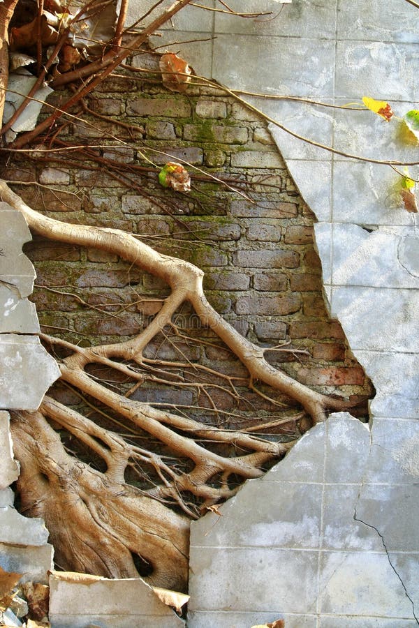 Ruin concrete wall with big tree root background. Ruin concrete wall with big tree root background