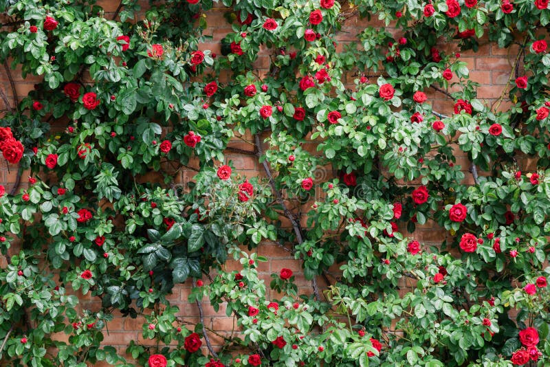 Wall of roses in the garden in spring time. Wall of roses in the garden in spring time