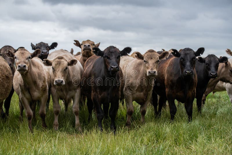 Speckled park calf, Murray grey and Angus cows grazing on lush pasture. while they enjoy the sun with the over cattle in the herd. Speckled park calf, Murray grey and Angus cows grazing on lush pasture. while they enjoy the sun with the over cattle in the herd.