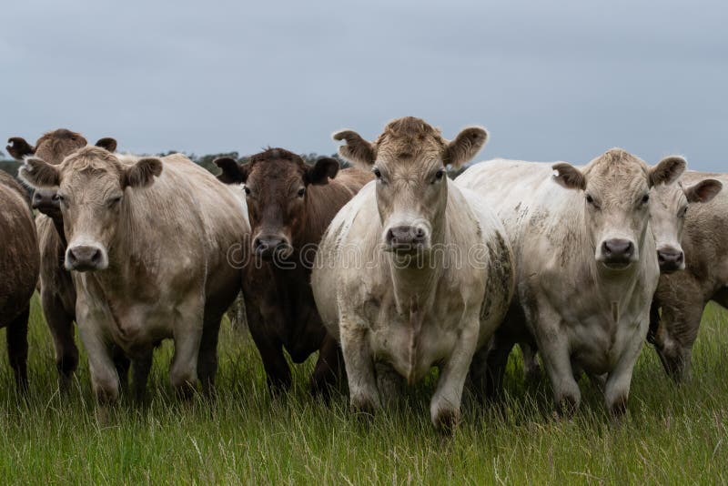 Speckled park calf, Murray grey and Angus cows grazing on lush pasture. while they enjoy the sun with the over cattle in the herd. Speckled park calf, Murray grey and Angus cows grazing on lush pasture. while they enjoy the sun with the over cattle in the herd.