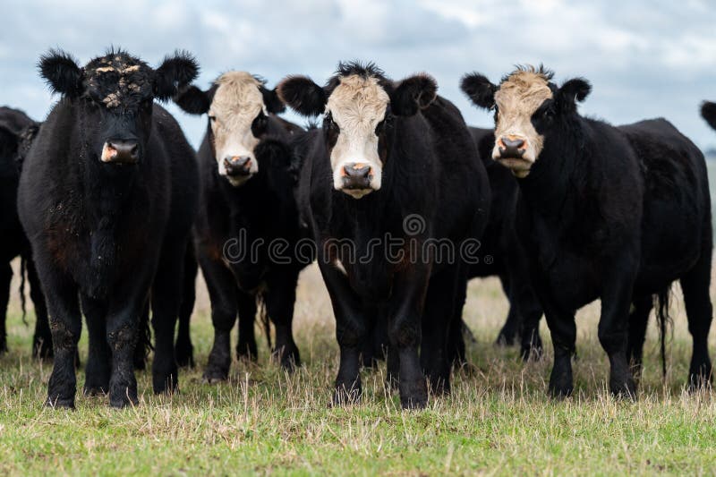 Speckled park calf, Murray grey and Angus cows grazing on lush pasture. while they enjoy the sun with the over cattle in the herd. Speckled park calf, Murray grey and Angus cows grazing on lush pasture. while they enjoy the sun with the over cattle in the herd.