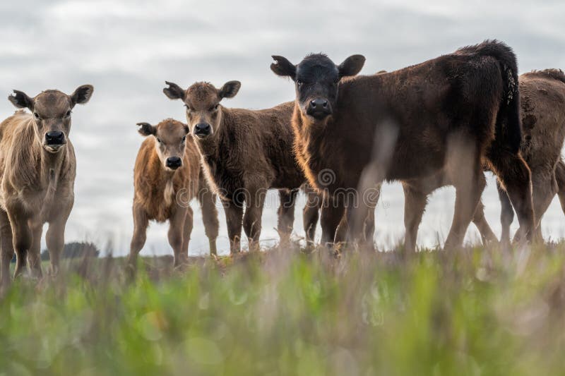 Speckled park calf, Murray grey and Angus cows grazing on lush pasture. while they enjoy the sun with the over cattle in the herd. Speckled park calf, Murray grey and Angus cows grazing on lush pasture. while they enjoy the sun with the over cattle in the herd.