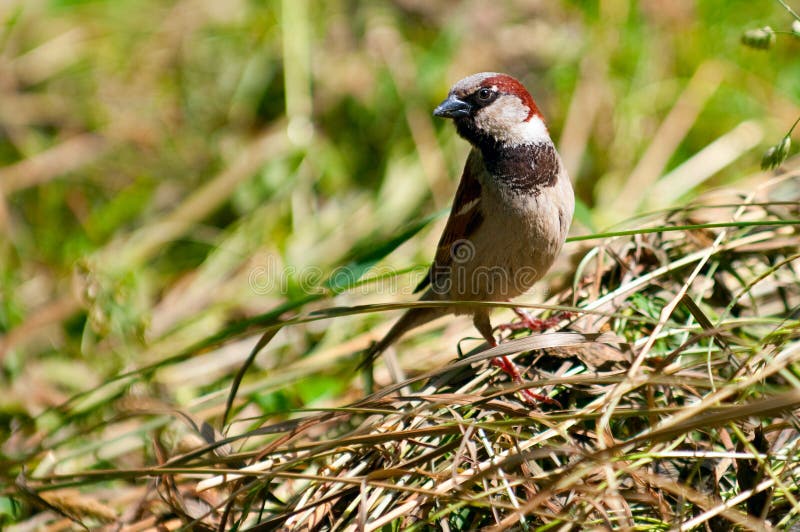 Mus stock afbeelding. Image of delen, dier, smokey, zuiden - 15052591