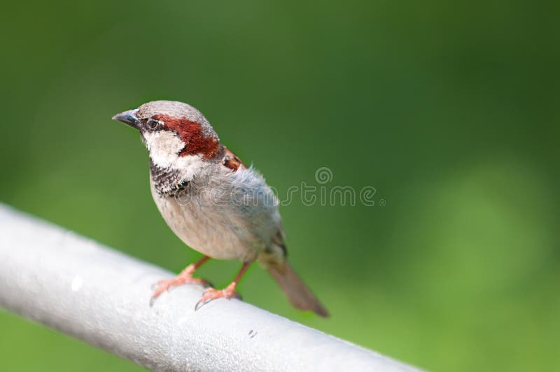 Mus stock afbeelding. Image of delen, dier, smokey, zuiden - 15052591