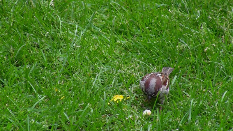 Mus het plukken crumbs van gras