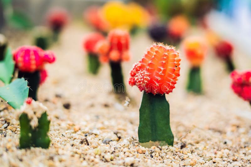 Musardez le mihanovichii de cactus ou de Gymnocalycium, le cactus Gra de mutant photos libres de droits Musardez le mihanovichii de cactus ou de Gymnocalycium, le cactus Gra de mutant photos libres de droits