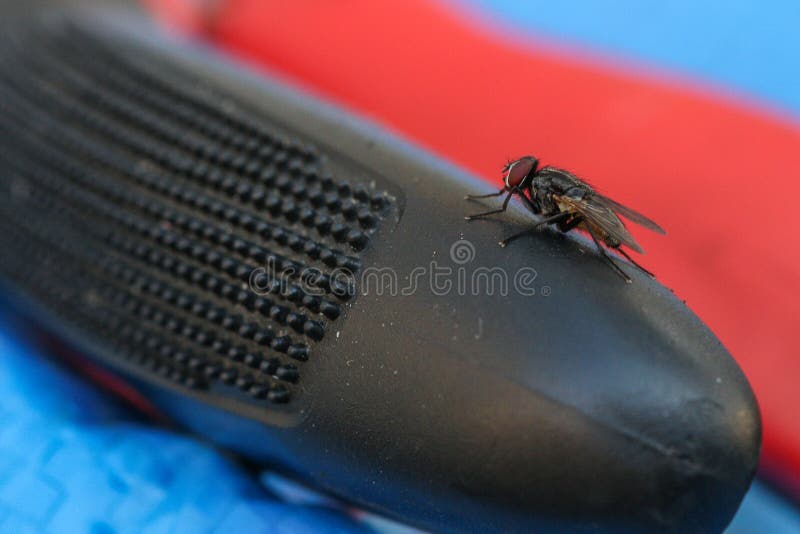 Common fly, urban disease vector pest. Musca Domestica belongs to the Muscidae family. House fly on red background. Common fly, urban disease vector pest. Musca Domestica belongs to the Muscidae family. House fly on red background.