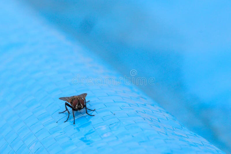 Common fly, urban disease vector pest. Musca Domestica belongs to the Muscidae family. House fly on blue background. Common fly, urban disease vector pest. Musca Domestica belongs to the Muscidae family. House fly on blue background.