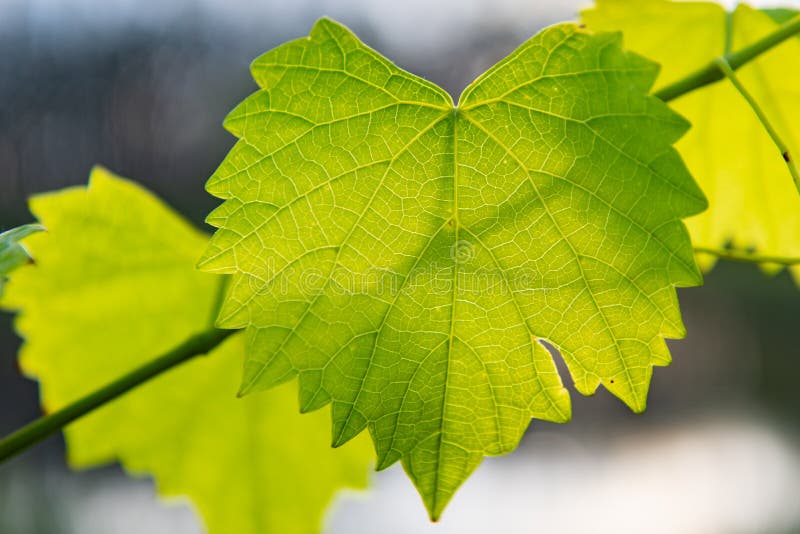 Muscadine Grapes Growing in Southern Florida in a Vineyard Stock Photo