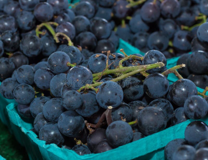 190 Grapes Muscadine Stock Photos Free & RoyaltyFree Stock Photos
