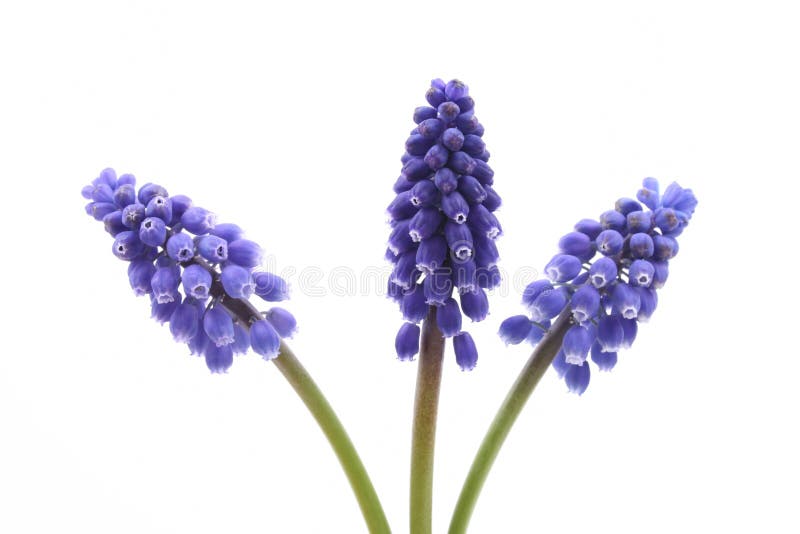 Muscari royaltyfri foto