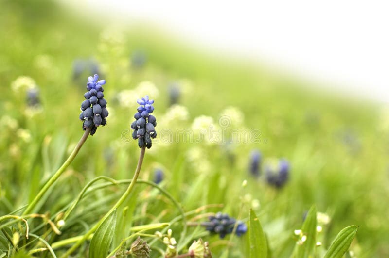 Muscari