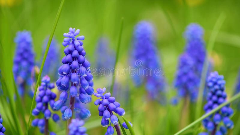 Muscari de flor azul no jardim.