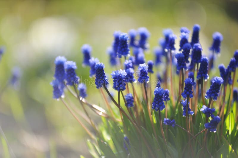 Muscari flowers.