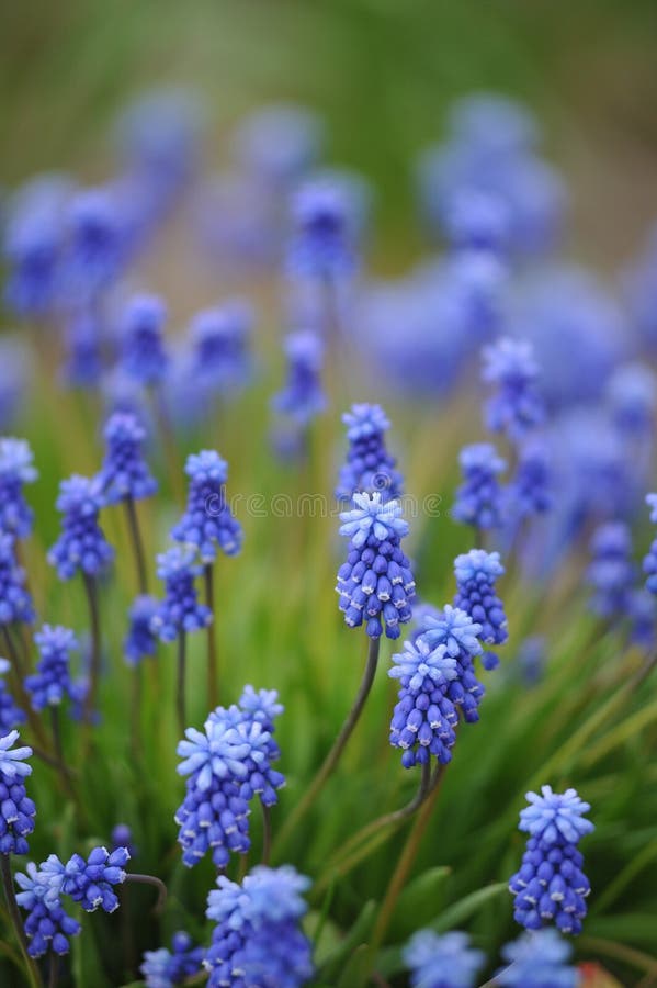 Muscari flowers on flowerbed