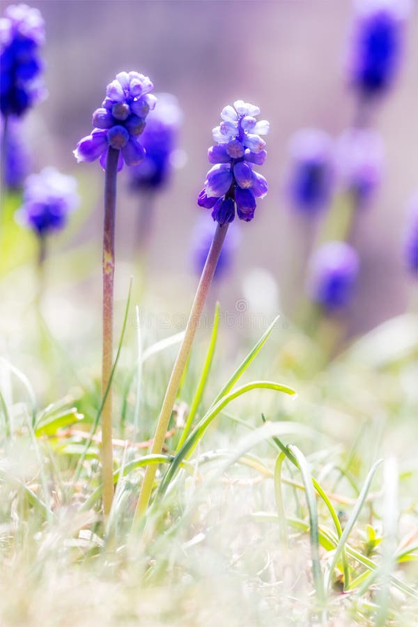 Muscari kwitnie na nasłonecznionej łące Selekcyjna ostrość obraz stock Muscari kwitnie na nasłonecznionej łące Selekcyjna ostrość obraz stock