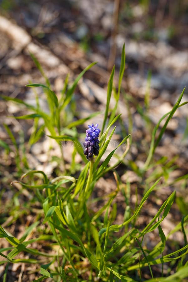 Muscari, Mouse Hyacinth or Grape Hyacinth Blue Flower among Green Grass