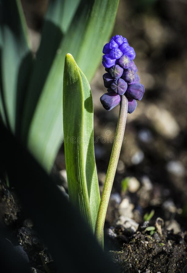 Muscari - Trauben-Hyazinthe - Knospung lizenzfreies stockbild Muscari - Trauben-Hyazinthe - Knospung lizenzfreies stockbild