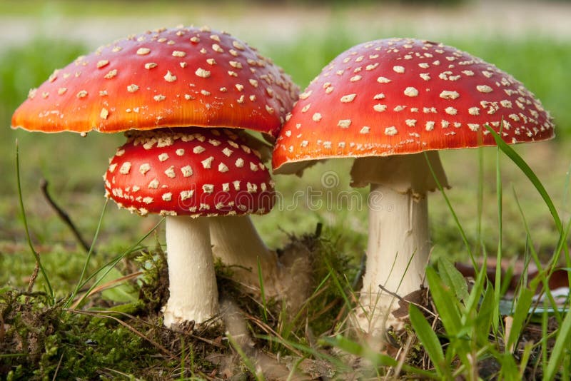 Muscaria d'amanite photographie stock