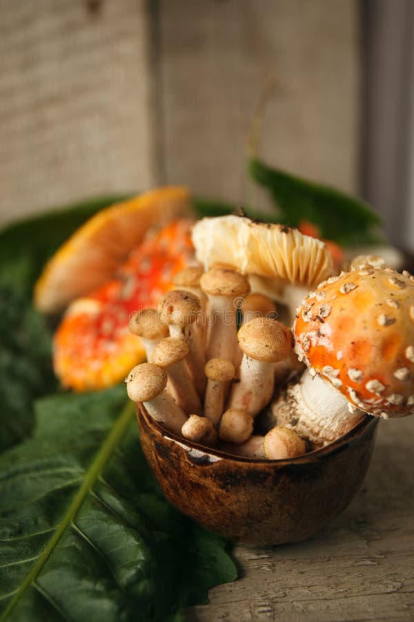 Muscaria d'amanite et miel rouges d'agaric dans la tasse, dessert toxique psychodelic photo libre de droits Muscaria d'amanite et miel rouges d'agaric dans la tasse, dessert toxique psychodelic photo libre de droits