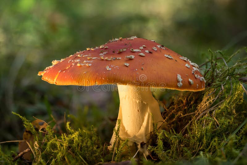 Muscaria d'amanite Pilotez le champignon toxique d'amanite d'agaric ou de mouche Champignon toxique, fond d'environnement naturel images stock Muscaria d'amanite Pilotez le champignon toxique d'amanite d'agaric ou de mouche Champignon toxique, fond d'environnement naturel images stock