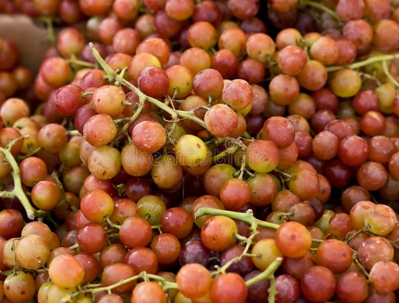 Muscat grapes stock image. Image of nature, sweet, macro 5856913