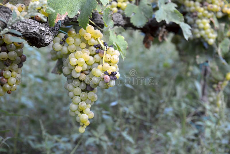Muscat grapes stock image. Image of bunch, ingredients 46296497