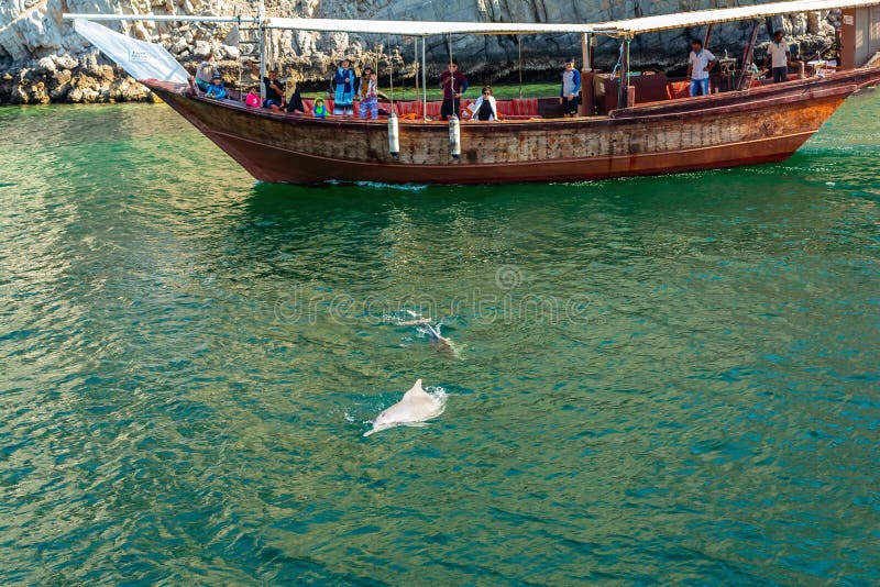 Muscat, Ομάν - 15 Δεκεμβρίου 2018: Δελφίνια και σκάφη αναψυχής που παίζουν στο Κόλπο του Ομάν στοκ φωτογραφία Muscat, Ομάν - 15 Δεκεμβρίου 2018: Δελφίνια και σκάφη αναψυχής που παίζουν στο Κόλπο του Ομάν στοκ φωτογραφία