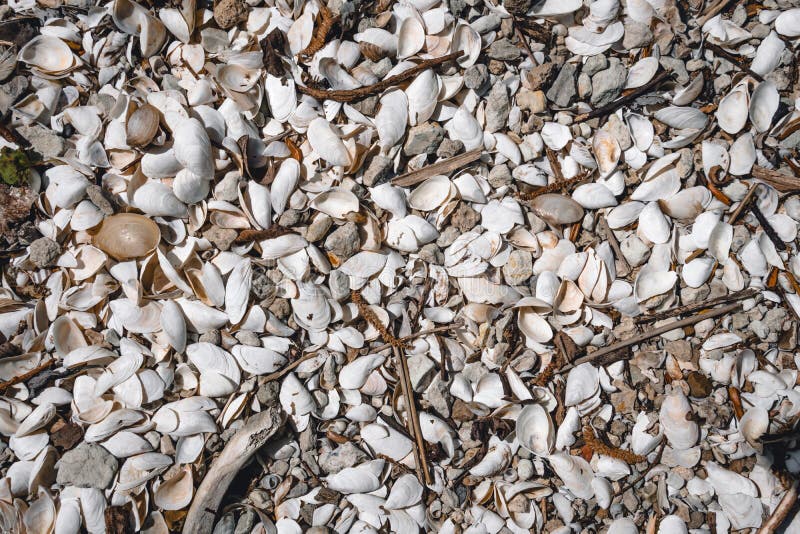 Muschelhintergrund viele kleinen Muscheln Beschaffenheit auf dem Marinethema, Draufsicht stockfoto Muschelhintergrund viele kleinen Muscheln Beschaffenheit auf dem Marinethema, Draufsicht stockfoto