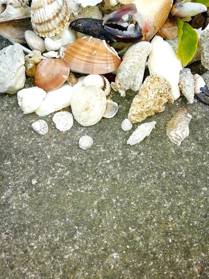 Muscheln und Stein aus den Grund, Sommerstrand, Greifer, Blatt, Abschluss herauf Foto lizenzfreies stockbild Muscheln und Stein aus den Grund, Sommerstrand, Greifer, Blatt, Abschluss herauf Foto lizenzfreies stockbild