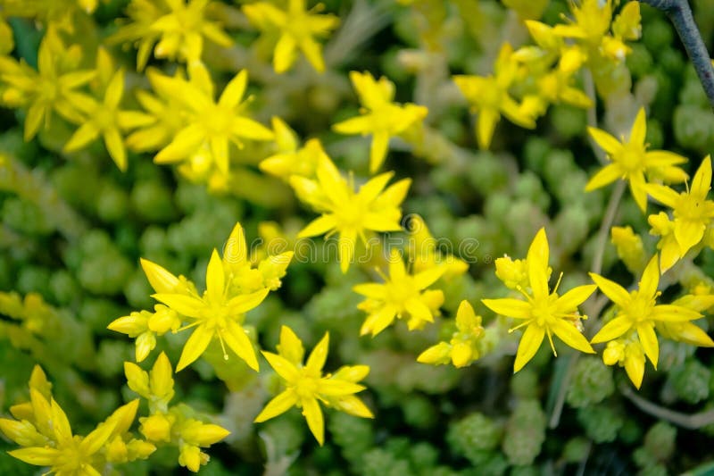 Muschio in fiore. piccoli fiori gialli nella foresta fotografia stock libera da diritti