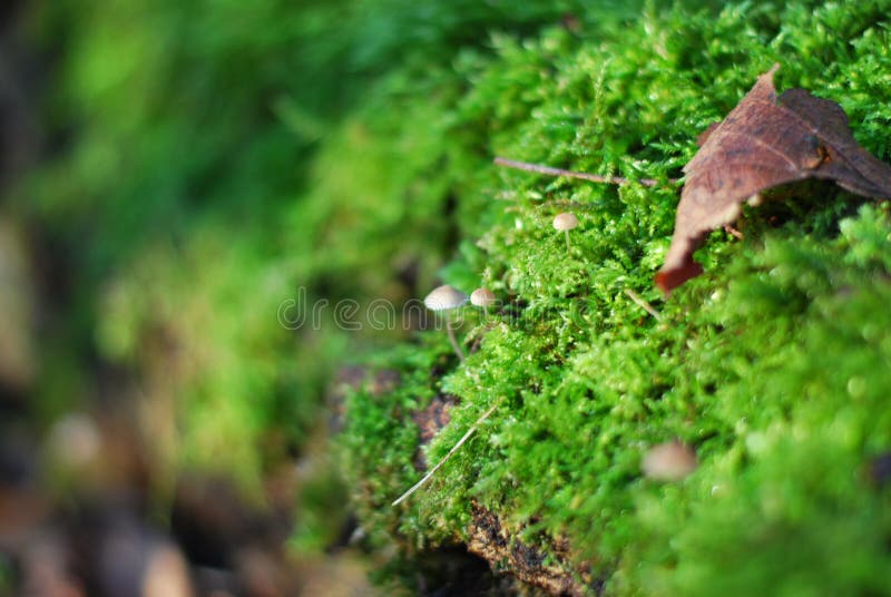 Muschio, piccoli funghi e una foglia su un tronco d'albero immagini stock