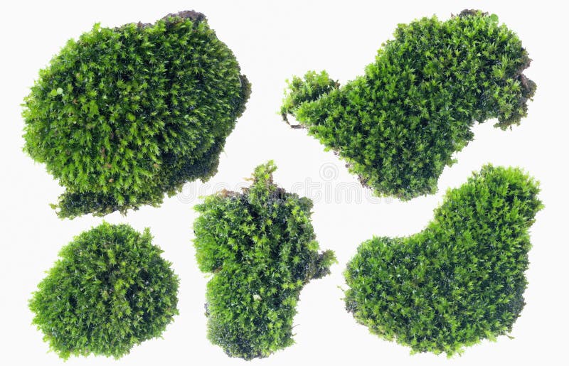Muschio verde isolato sulla fine bianca del fondo su fotografie stock libere da diritti Muschio verde isolato sulla fine bianca del fondo su fotografie stock libere da diritti