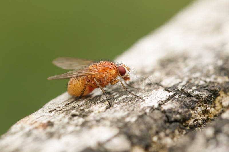 A Muscidae or House fly, Phaonia pallida, resting on a wooden fence post..