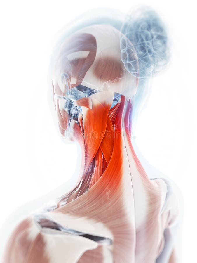 Muscle accentué de cou illustration libre de droits Muscle accentué de cou illustration libre de droits