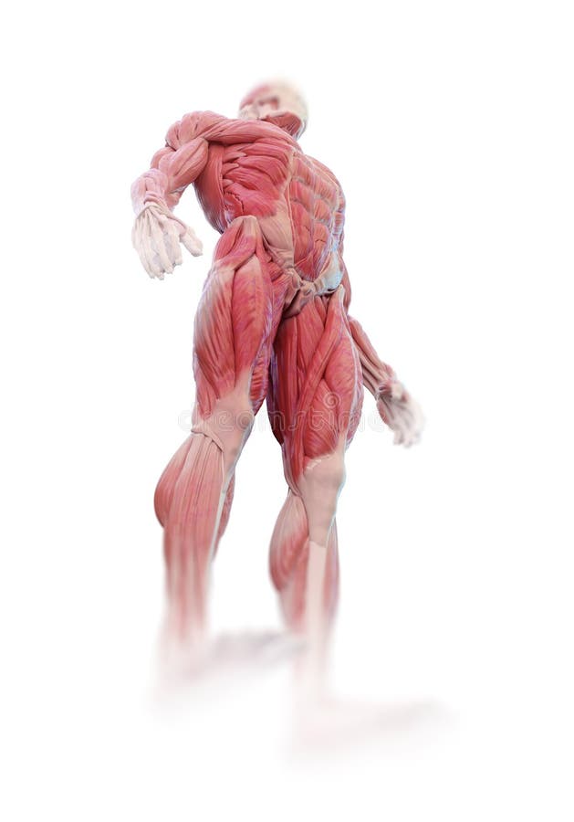 Muscle PNG Image, Free Download Muscles Pictures - Free Transparent PNG  Logos