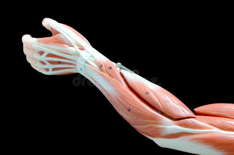 Muscle stock photo. Image of gluteus, deltoid, hamstrings - 42906804