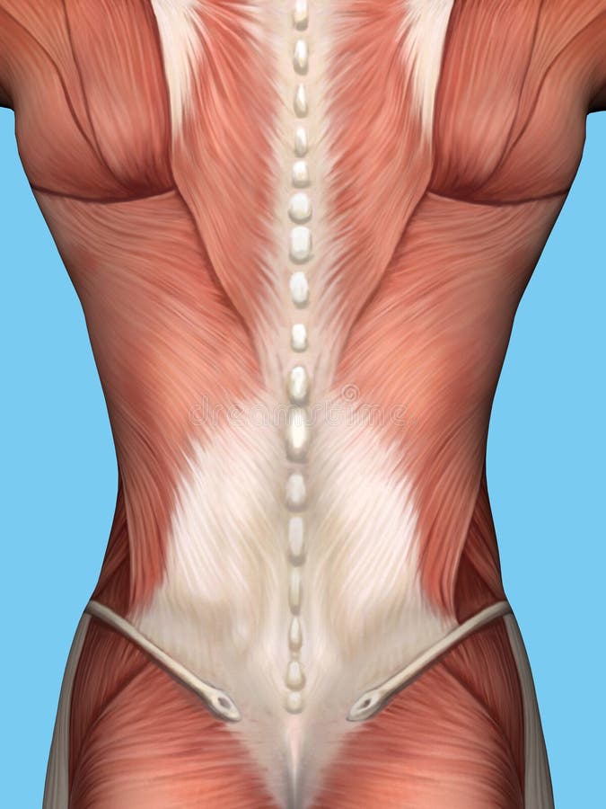 Human Spine Posture Back View Stock Illustration - Illustration of health,  medical: 118485762