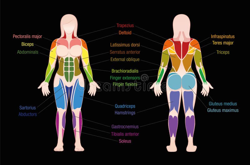 Diagram Of Body Muscles And Names : Amazon Com Laminated 24x24 Poster Anatomy Of Human Body ...