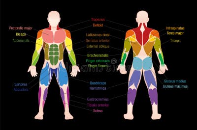 Human Body Posterior View Stock Illustrations – 1,324 Human Body ... Biology Diagrams