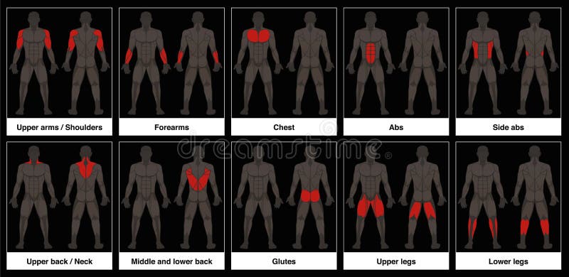 Músculo cuadro masculino cuerpo, a resaltado músculo ilustraciones sobre un fondo negro.